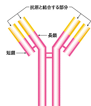 ブルセラカニス