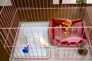 飼育例