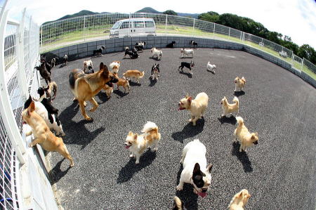 犬がいっぱい