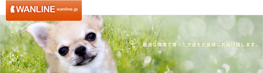 最適な環境で育った犬達をお客様にお届け致します。