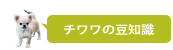 チワワの豆知識