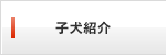 子犬紹介