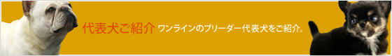ブリーダー代表犬ご紹介