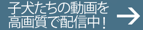 子犬たちの動画を高画質で配信中！