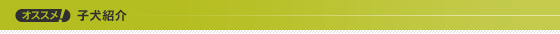 子犬紹介