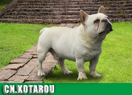 コタロー